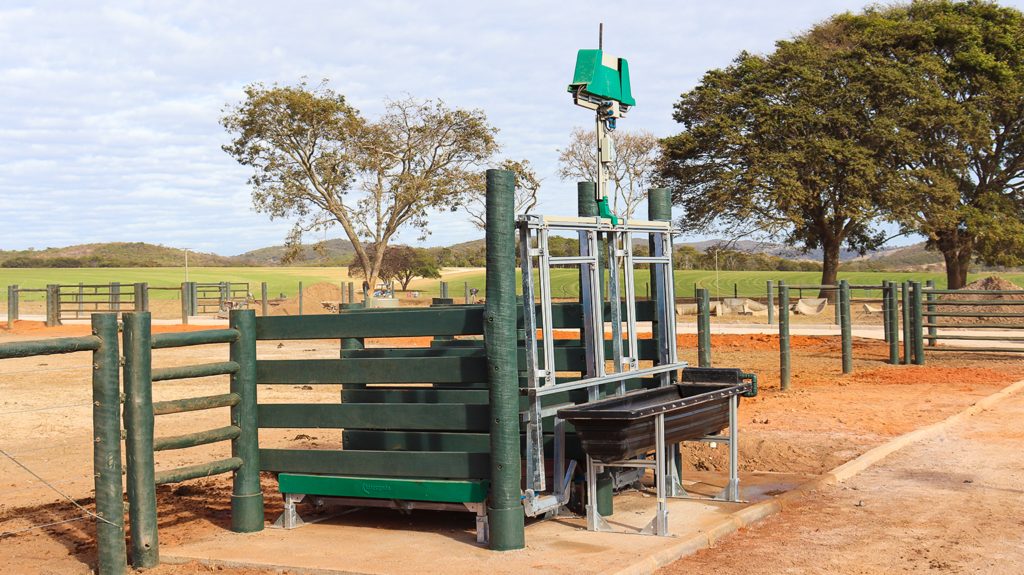 Balanças na pecuária: do balanção à balança de precisão