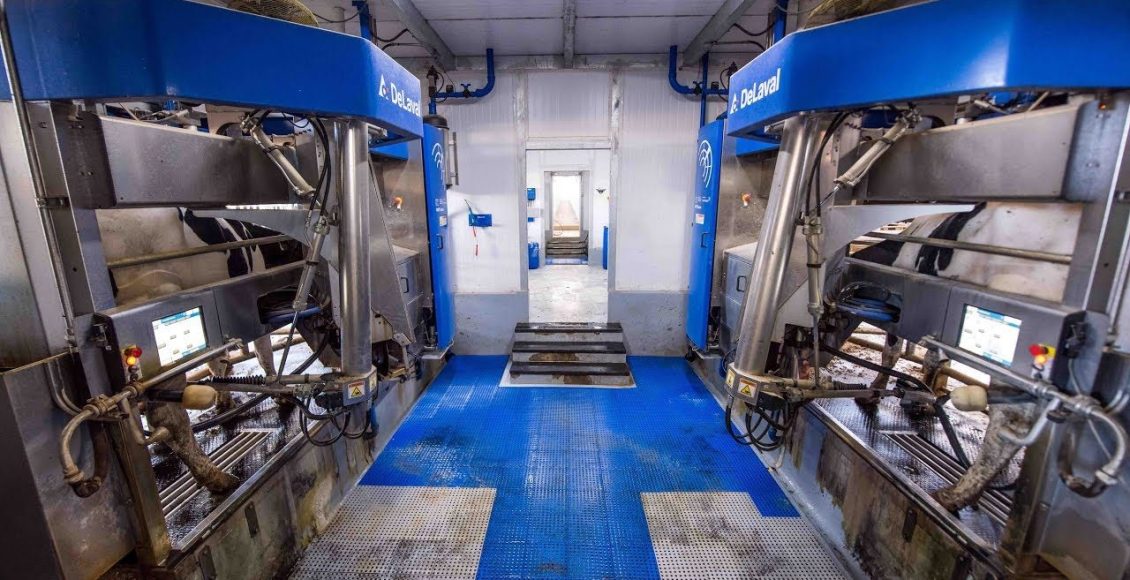 Ordenha robótica: entenda como a tecnologia transforma a rotina da fazenda 