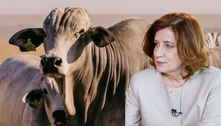 pecuaria brasileria - jornalista miriam leitao