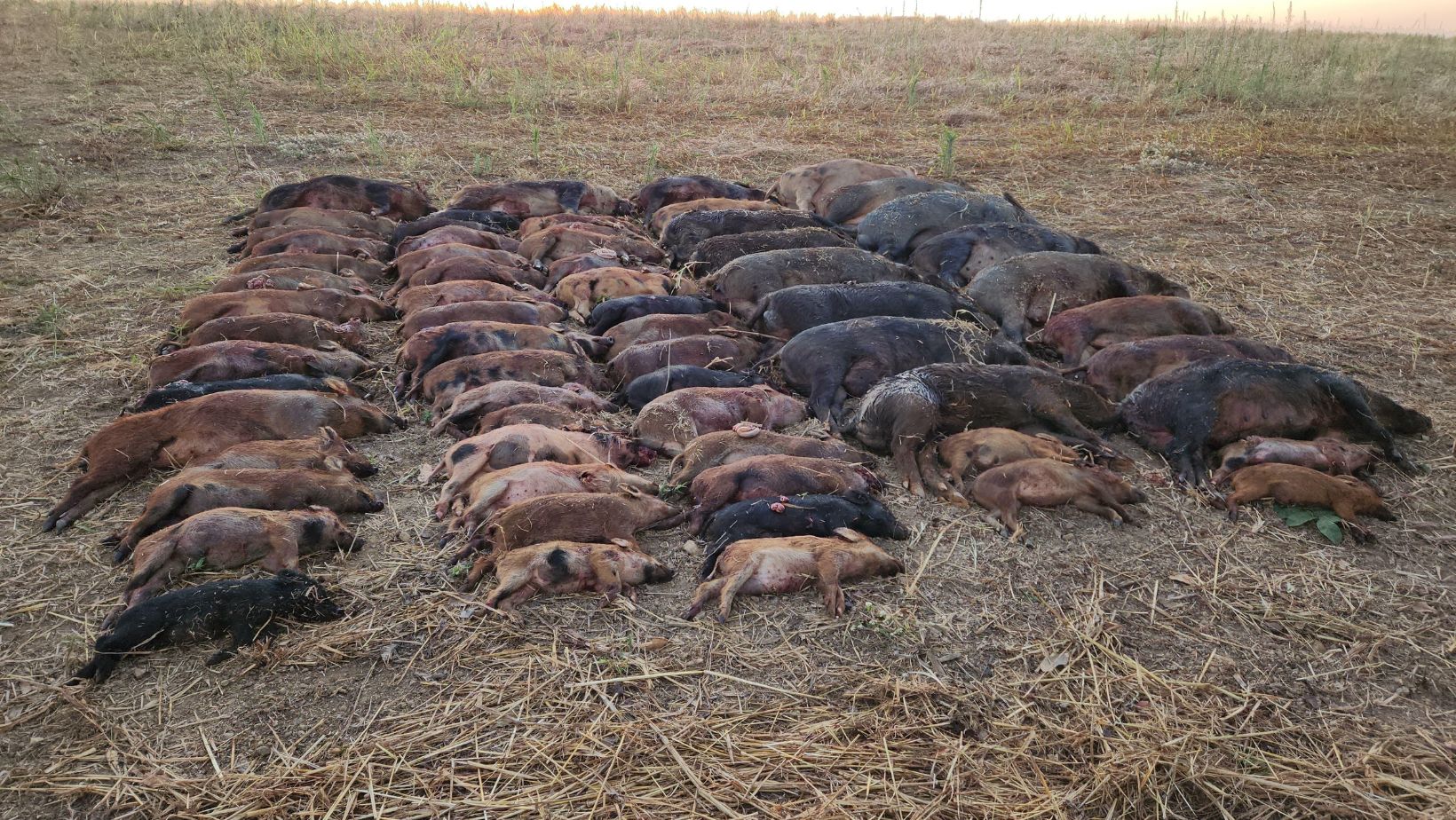 recorde de abates de javalis em goias