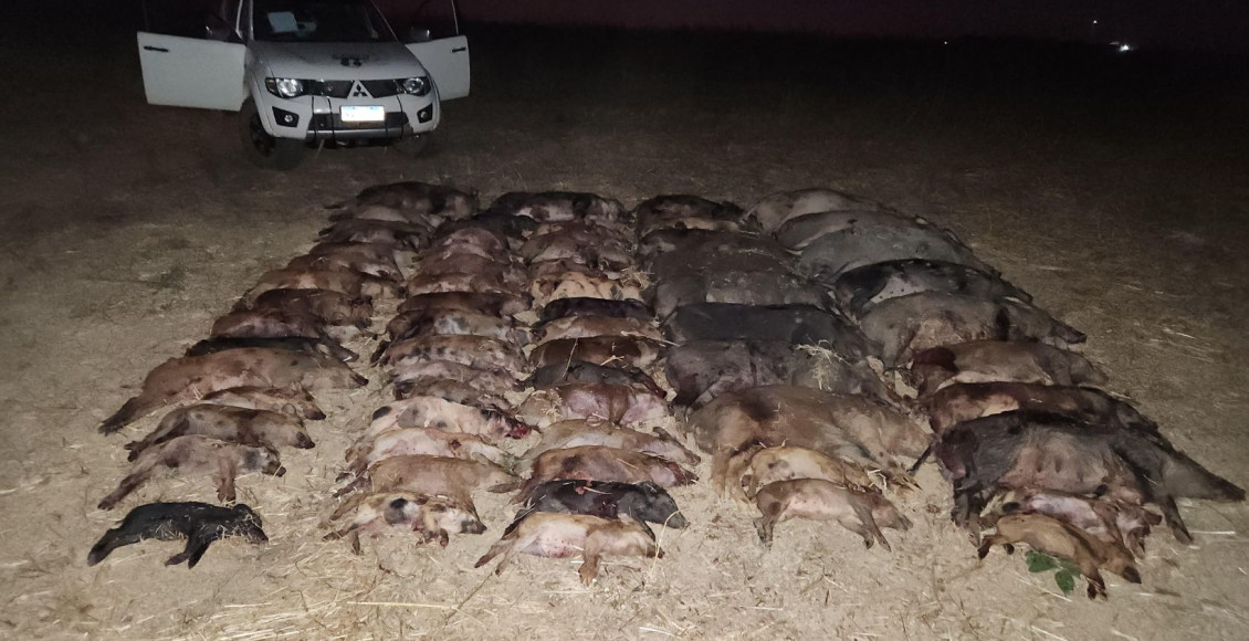 recorde de abates de javalis em goias