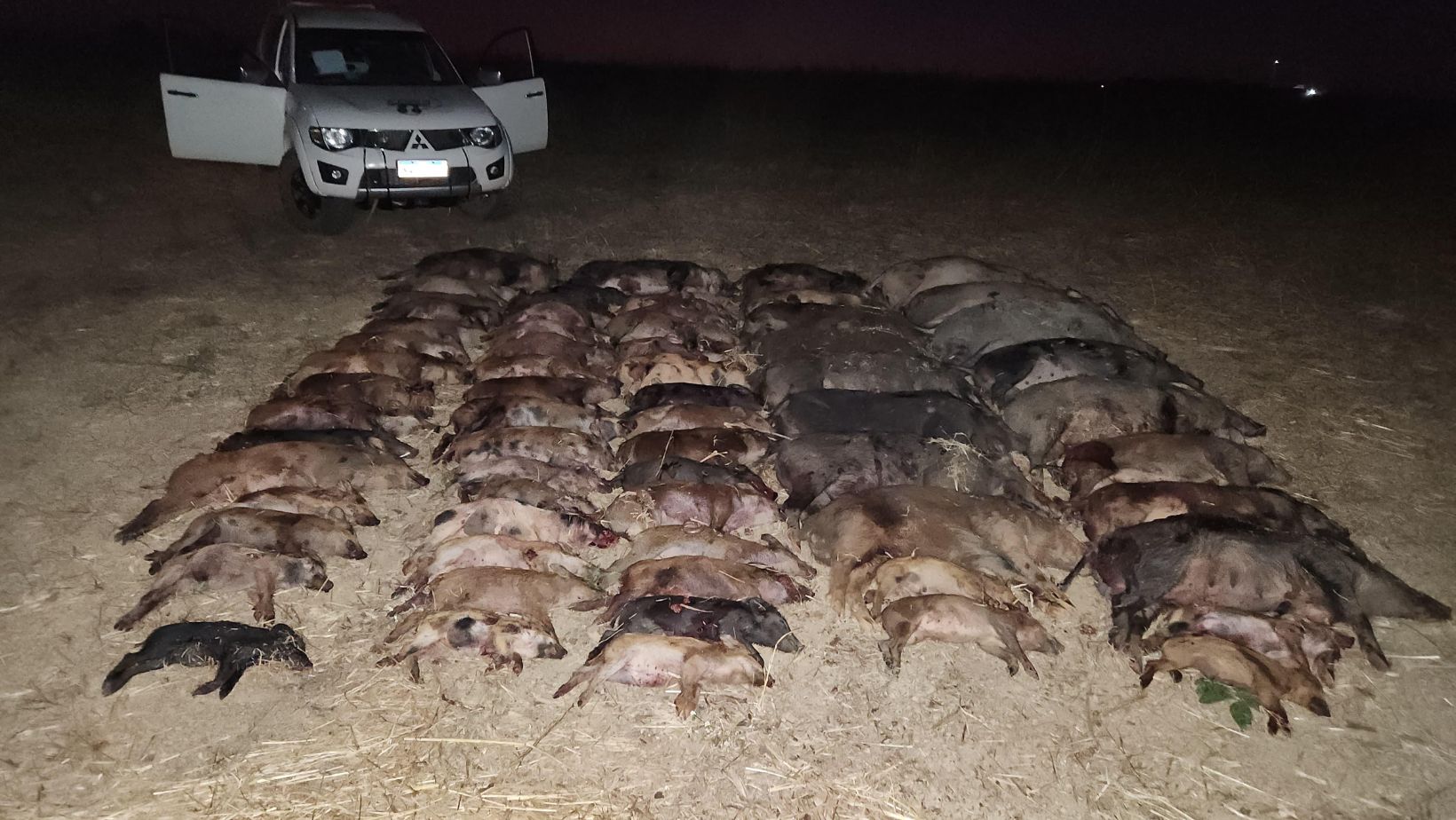 recorde de abates de javalis em goias