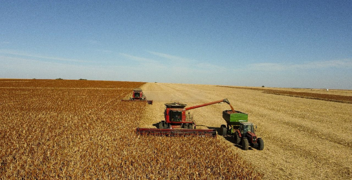 sorgo brasileiro