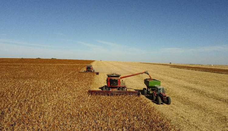 sorgo brasileiro