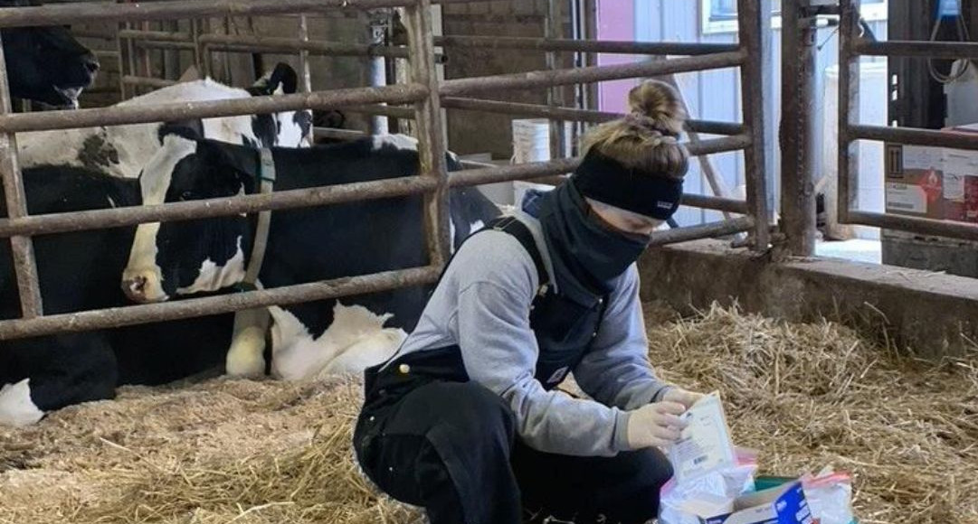 Superbactéria resistente a antibióticos se espalha no gado nos EUA e ameaça humanos