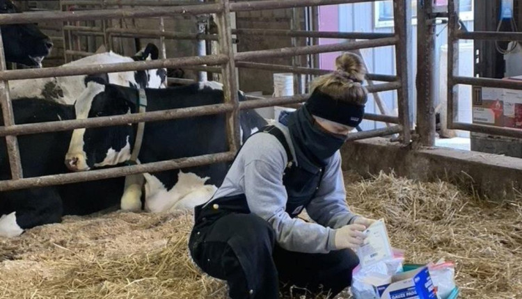 Superbactéria resistente a antibióticos se espalha no gado nos EUA e ameaça humanos