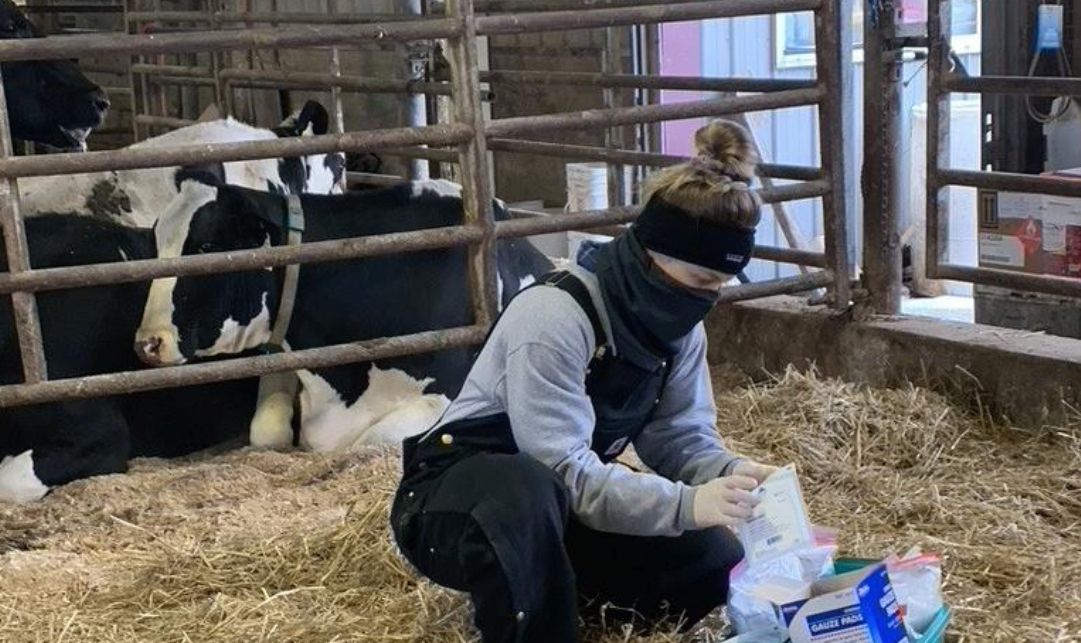 Superbactéria resistente a antibióticos se espalha no gado nos EUA e ameaça humanos