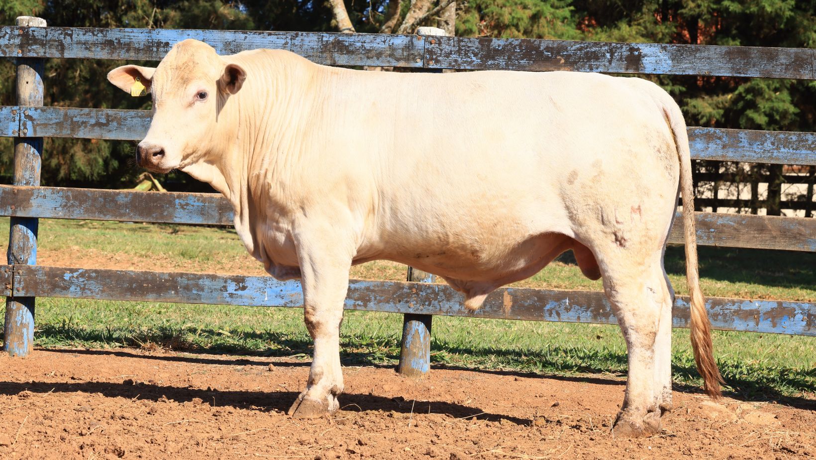 touro canchuim - canchim ilma - pesquisa sobre carrapatos - prova de desempenho