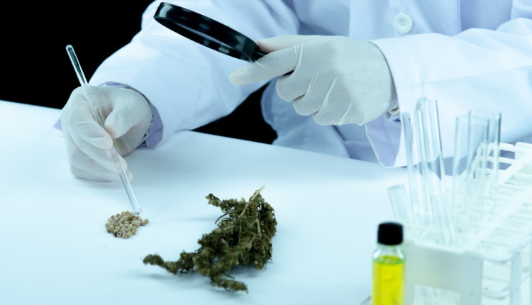 Acordo vai impulsionar o setor de cannabis no Brasil