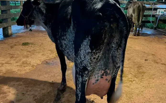 Produtores de Machadinho do Oeste garantem primeiros lugares em Concurso Leiteiro Regional do Vale do Jamari, RO