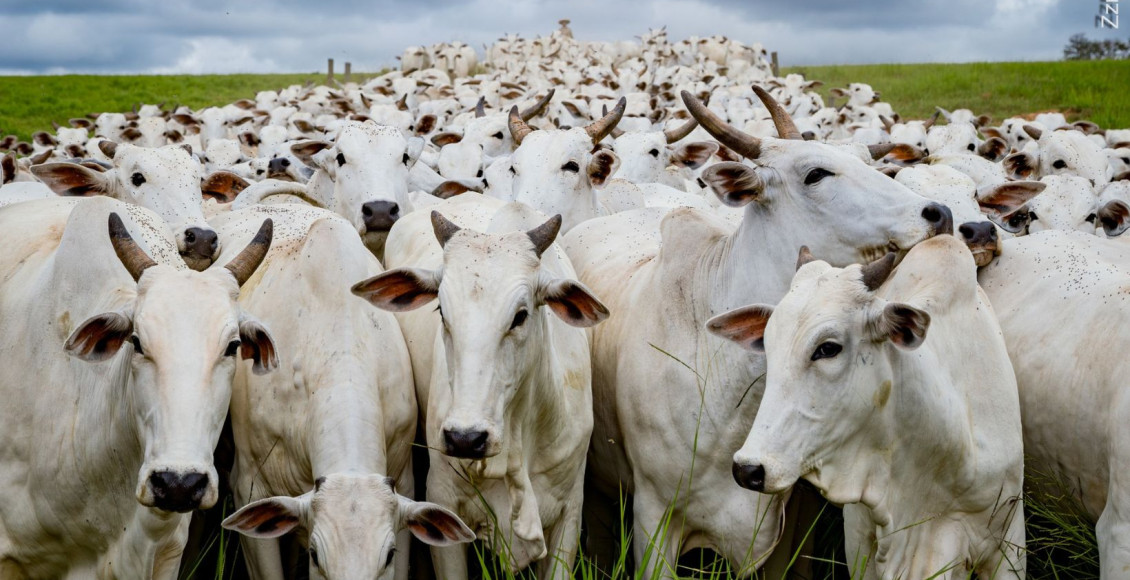 vacas nelore - vacada - zzn peres- fotao