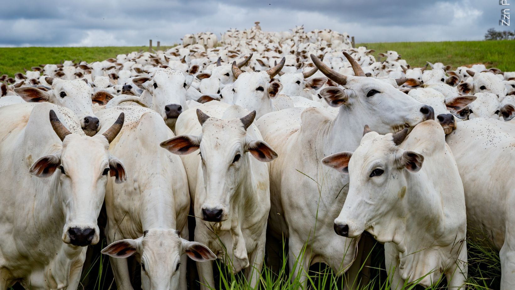 vacas nelore - vacada - zzn peres- fotao