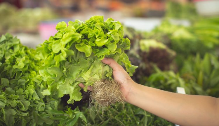 Manejo nutrifisiológico em hortaliças folhosas é o tema de uma das estações do Dia de Campo Olericultura