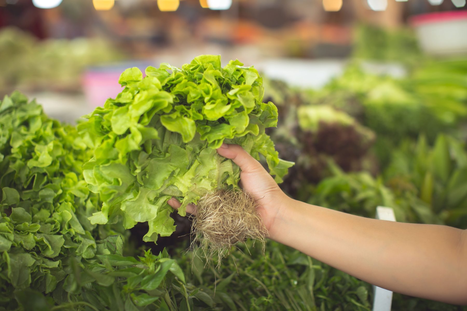 Manejo nutrifisiológico em hortaliças folhosas é o tema de uma das estações do Dia de Campo Olericultura