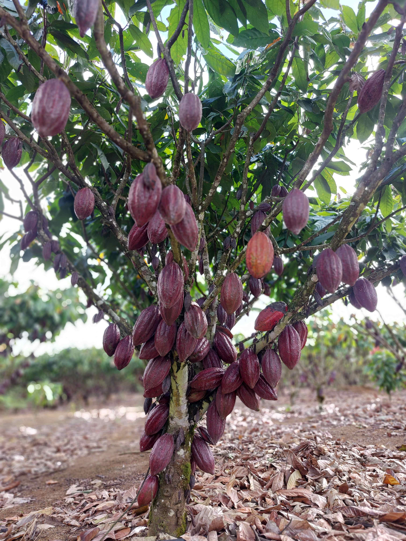 Crise mundial na produção de cacau abre novas possibilidades ao Brasil