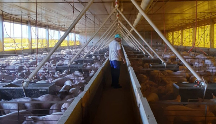 A sanidade animal é o diferencial que permitiu à carne suína catarinense chegar a 78 países no ano passado, movimentando US$1,7 bilhão.
