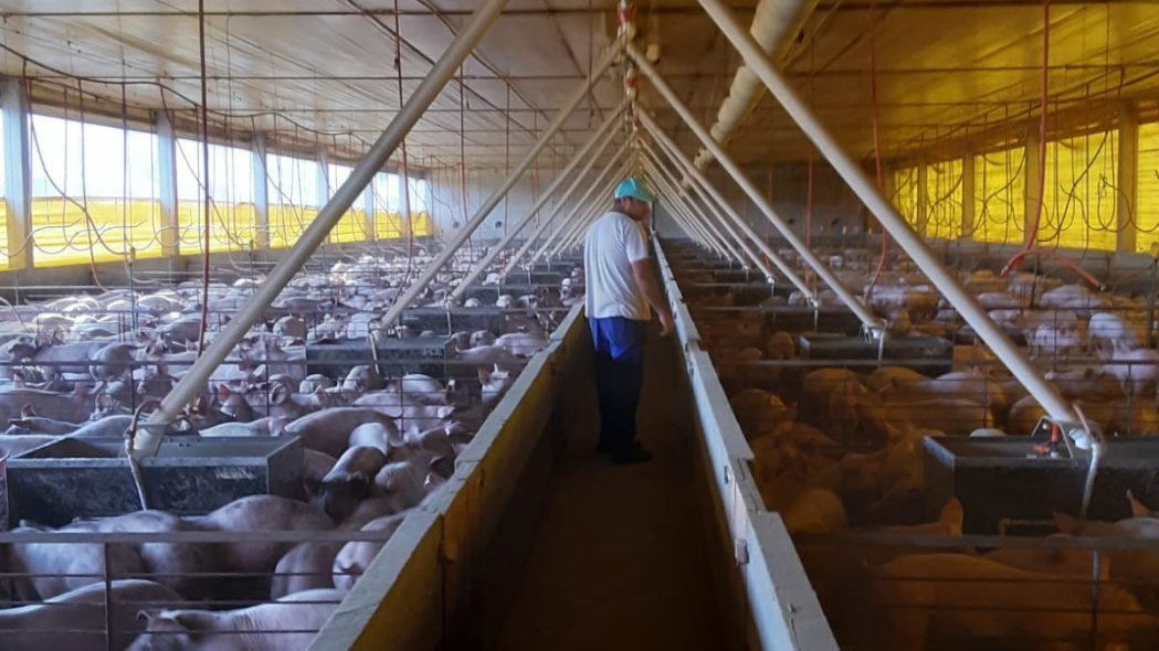 A sanidade animal é o diferencial que permitiu à carne suína catarinense chegar a 78 países no ano passado, movimentando US$1,7 bilhão.