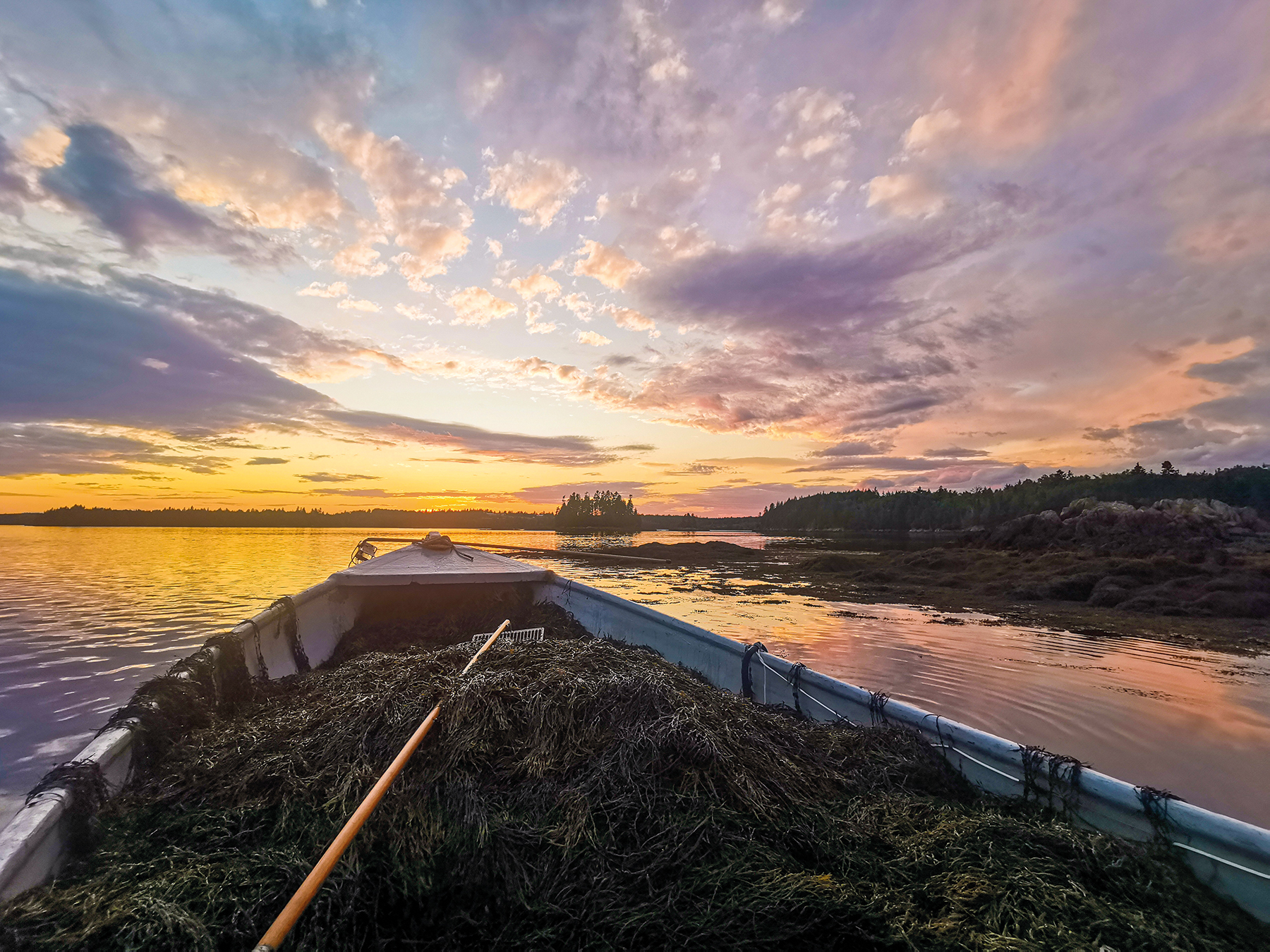 Aplicação de bioestimulantes à base de Ascophyllum nodosum impulsiona produtividade sustentável da soja