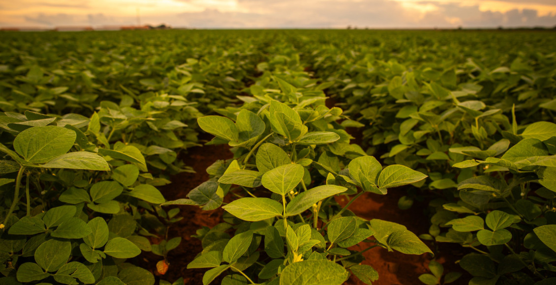 Aplicação de bioestimulantes à base de Ascophyllum nodosum impulsiona produtividade sustentável da soja