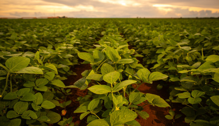 Aplicação de bioestimulantes à base de Ascophyllum nodosum impulsiona produtividade sustentável da soja