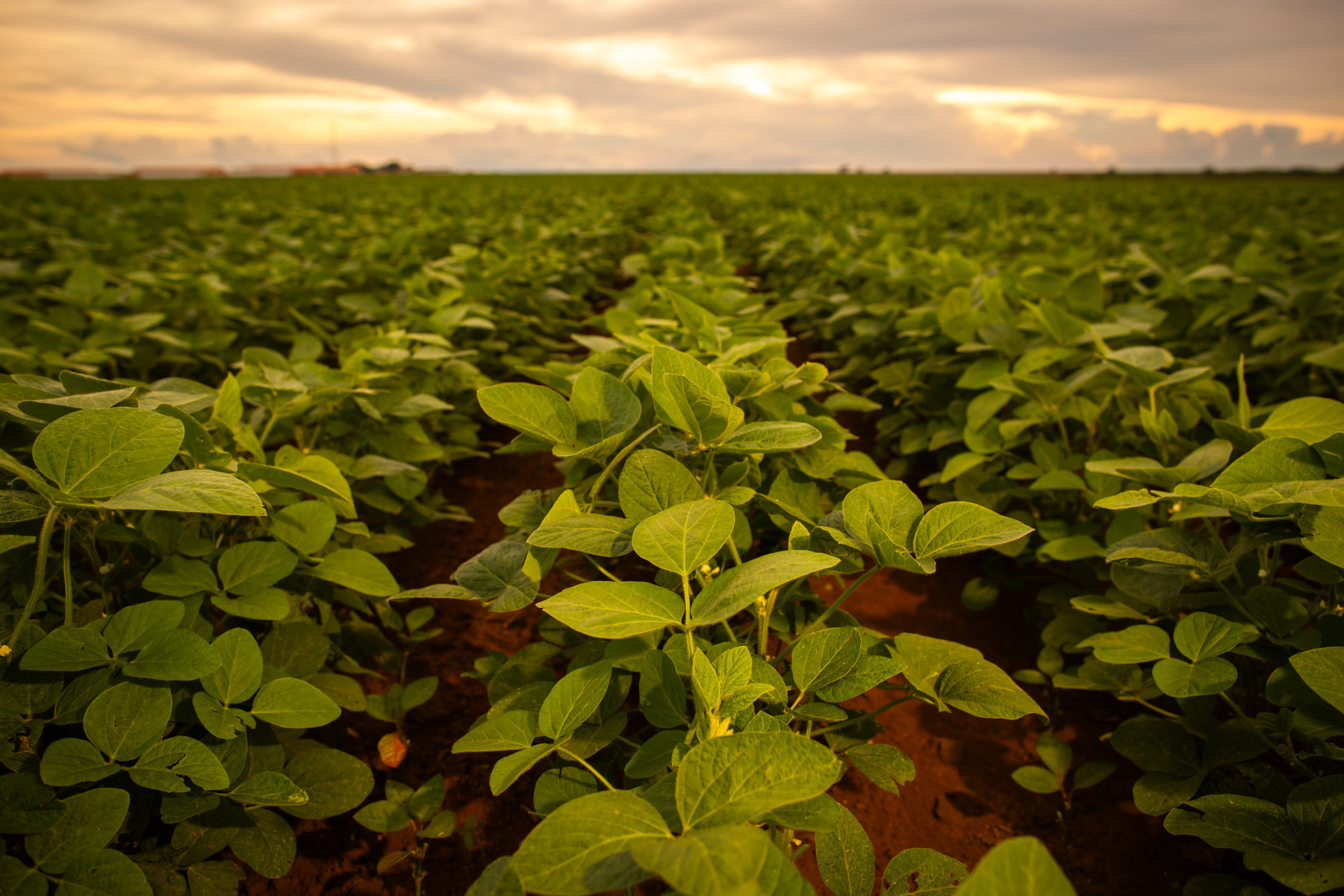 Aplicação de bioestimulantes à base de Ascophyllum nodosum impulsiona produtividade sustentável da soja