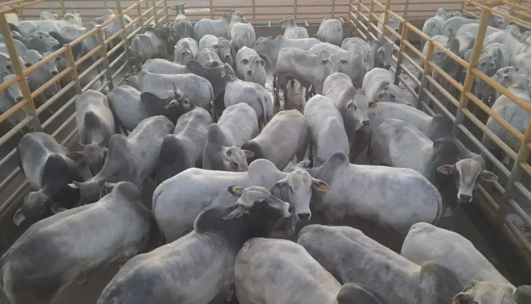 1.150 animais serão avaliados em Iturama (MG), no Circuito Nelore de Qualidade 2025