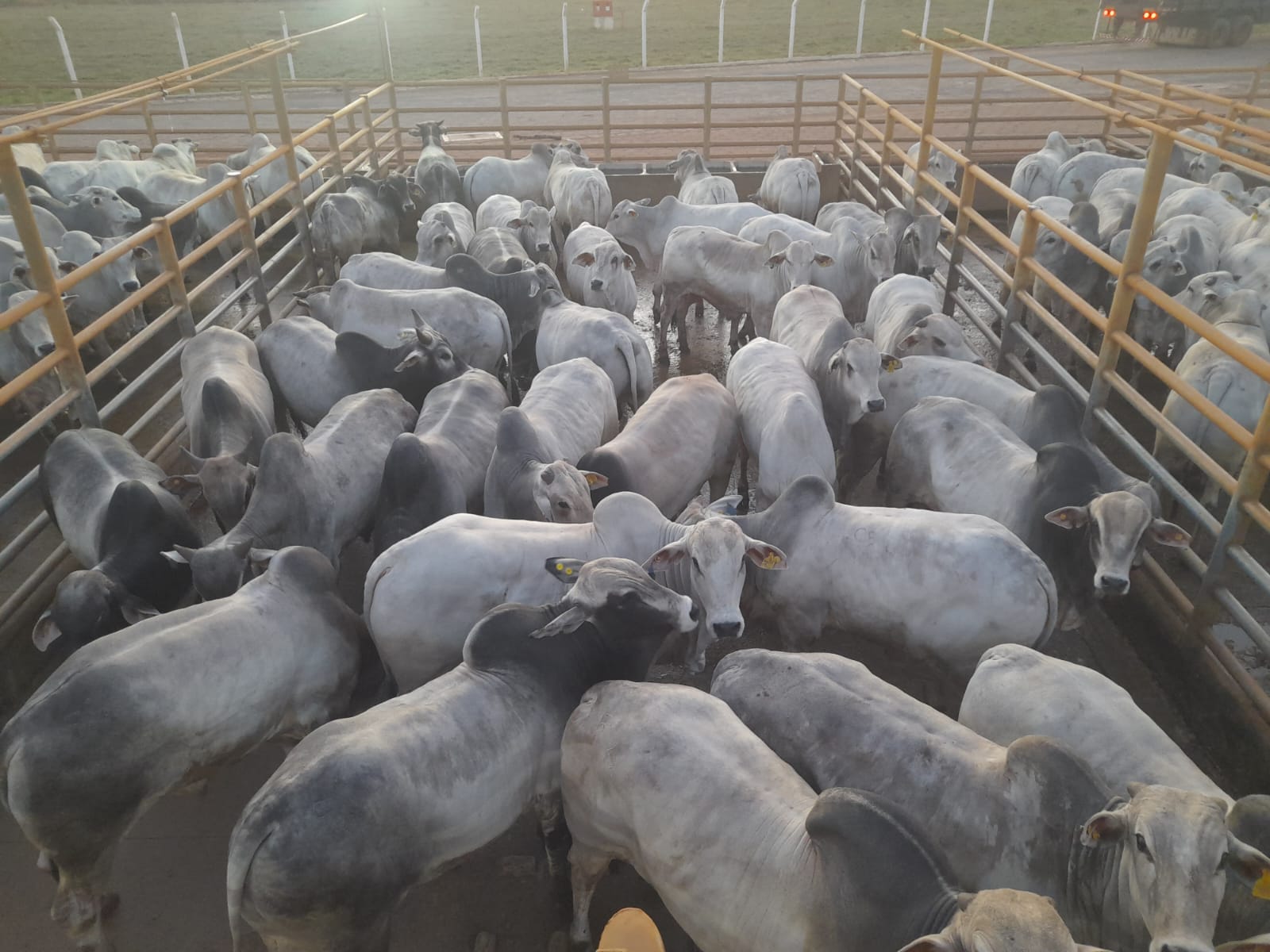 1.150 animais serão avaliados em Iturama (MG), no Circuito Nelore de Qualidade 2025
