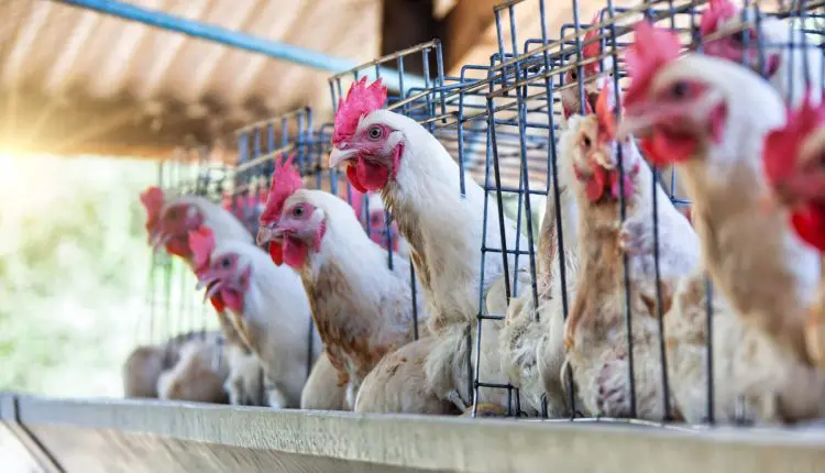 Polinutri lança MycotoxiFin Plus: inovação contra micotoxinas para aves, suínos e ruminantes