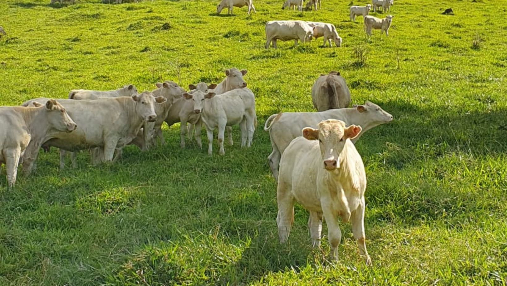 Canchim Fazenda Cedro - Parana