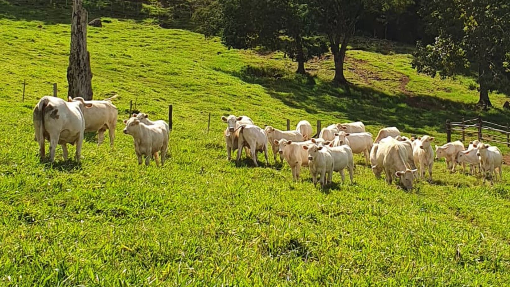 Canchim Fazenda Cedro - Parana