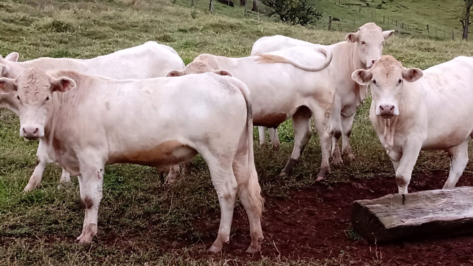 Canchim Fazenda Cedro - Parana
