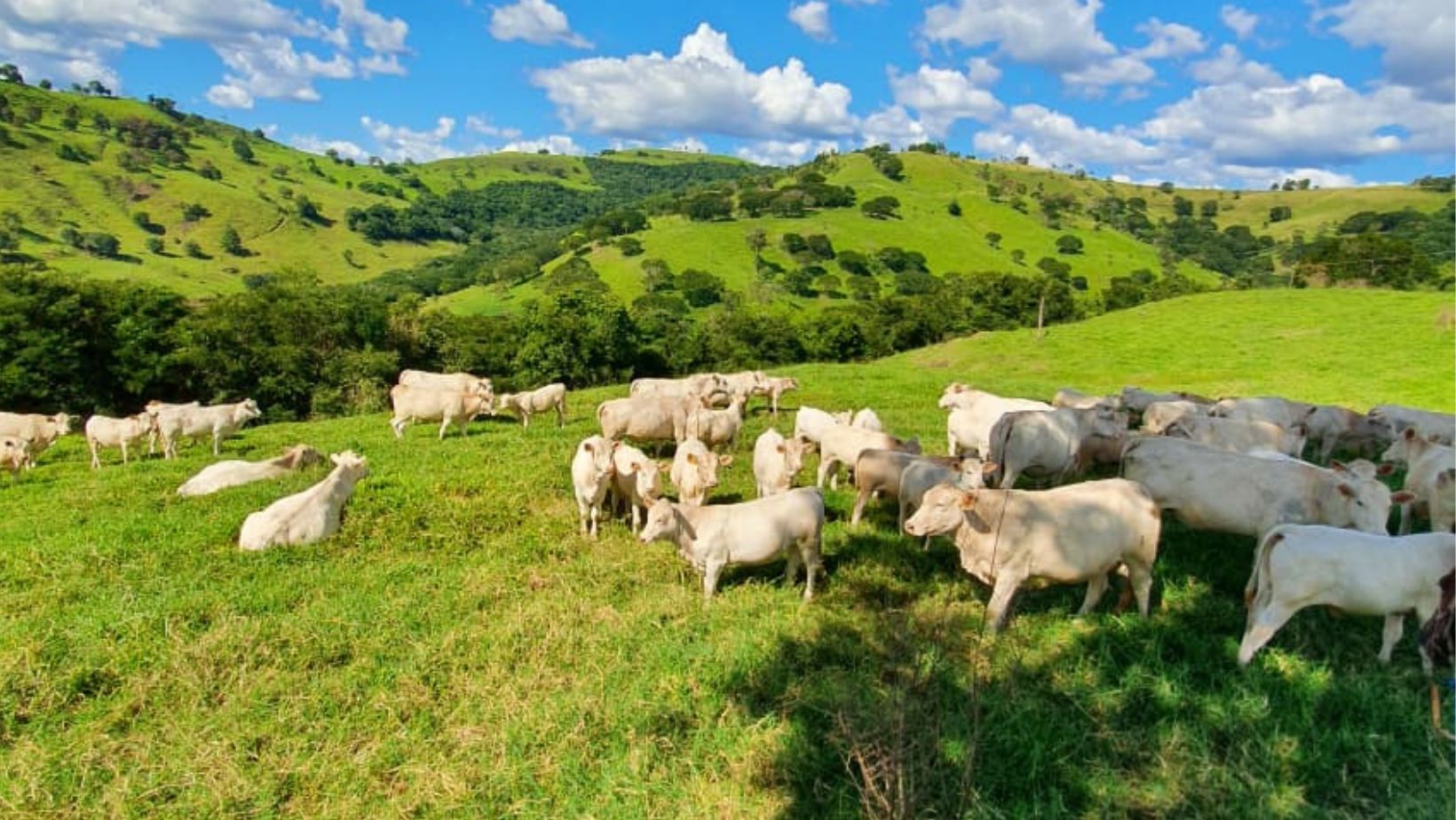 Canchim Fazenda Cedro - Parana