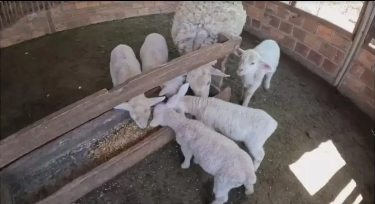 Cinco filhotes nascem de uma só ovelha e recebem nomes da Turma da Mônica
