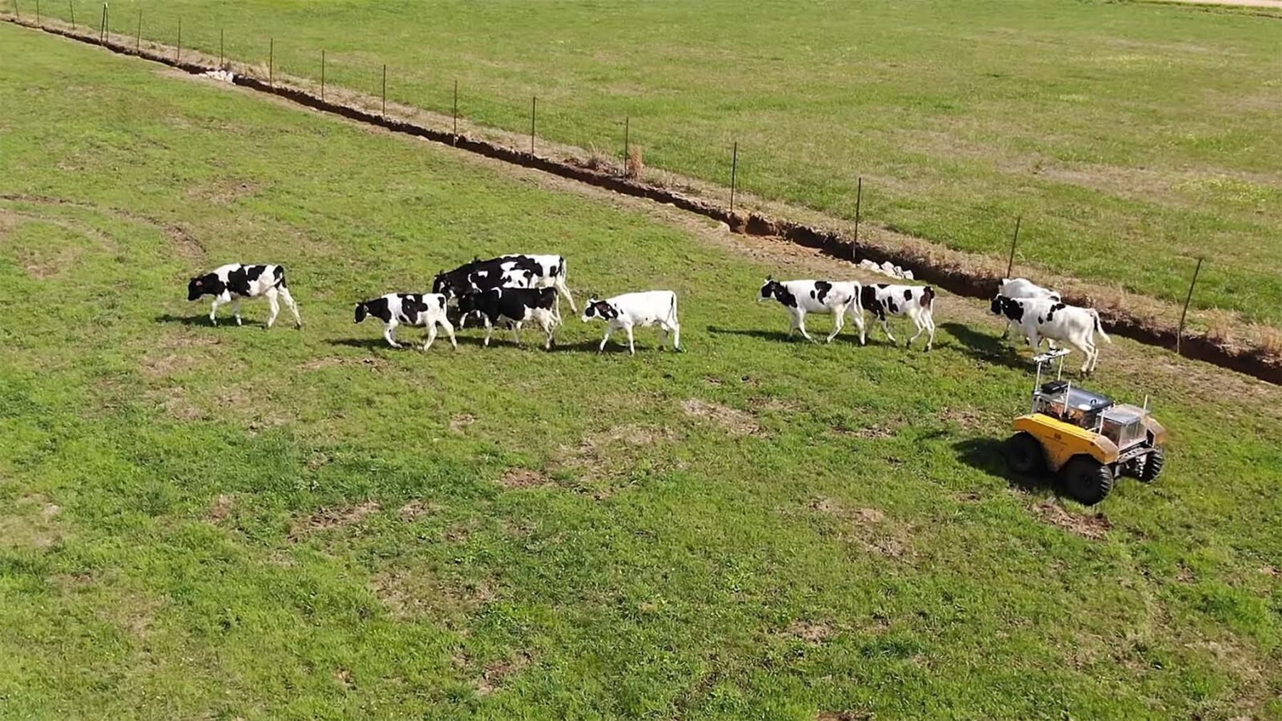Conheça os "Cowboys de Ferro, os robôs que pastoreiam gado pelo mundo