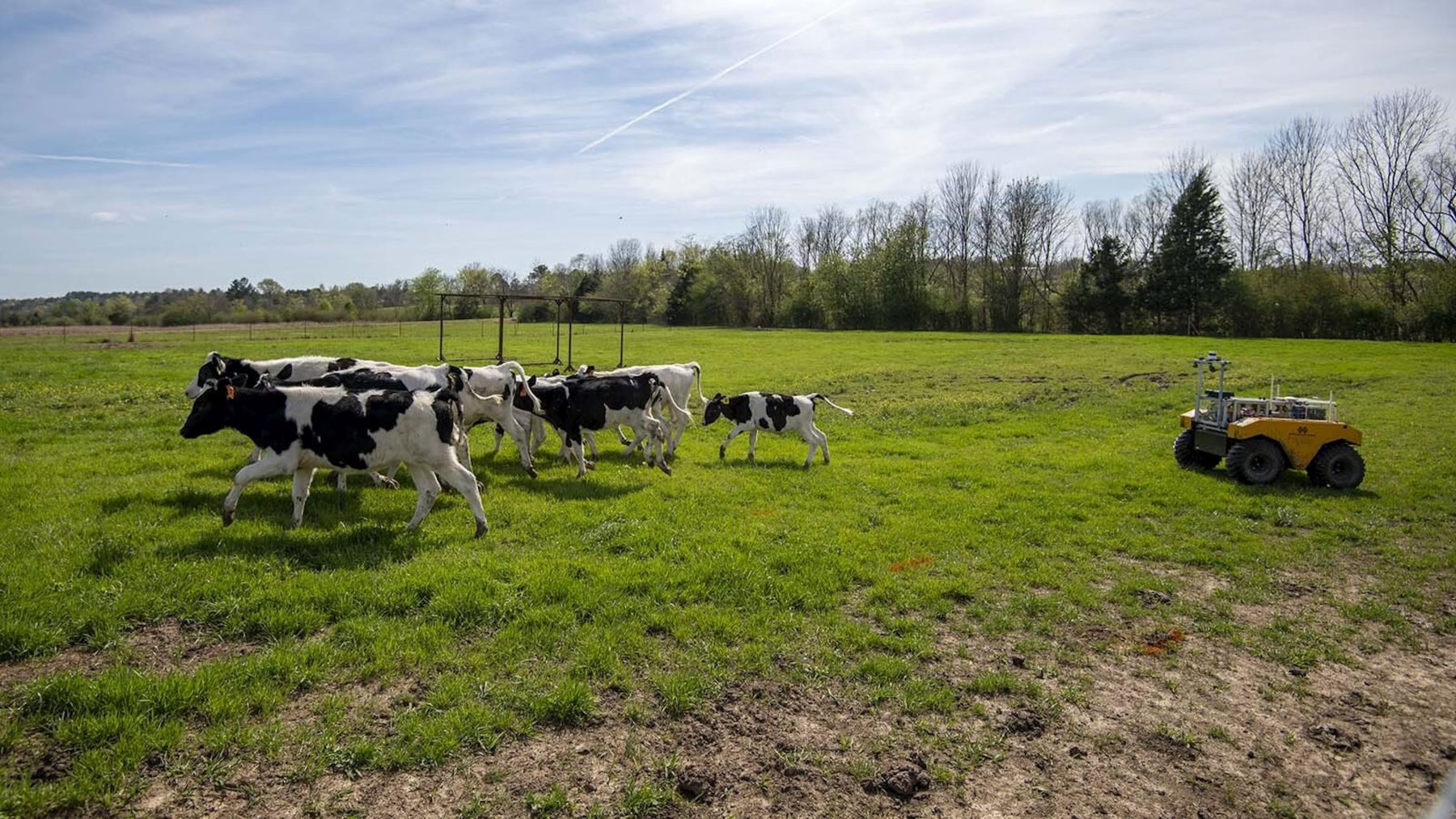Conheça os "Cowboys de Ferro, os robôs que pastoreiam gado pelo mundo