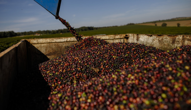Recorde histórico: 13ª edição do Prêmio Região do Cerrado Mineiro tem 714 inscrições As inscrições se distribuíram entre quatro categorias: 272 amostras no Café Natural, 105 no Cereja Descascado, 207 no Fermentado e 130 na inédita Doce Cerrado Mineiro, que estreia este ano para premiar os cafés mais doces e típicos da região. Segundo Juliano Tarabal, diretor executivo da Federação dos Cafeicultores do Cerrado, o recorde reforça a força coletiva da região. “Este marco celebra a excelência dos produtores e reafirma a importância de iniciativas que estimulam responsabilidade e rastreabilidade no cultivo de café. Mesmo em um cenário desafiador, a Região do Cerrado Mineiro mais uma vez demonstra sua força e atitude. O resultado traduz a confiança, o empenho e a dedicação das cooperativas, associações e, principalmente, dos produtores”, destaca Tarabal. Promovido pela Federação dos Cafeicultores do Cerrado, com apoio do Sebrae Minas, o Prêmio tem a realização das cooperativas Carmocer, Carpec, Coocacer Araguari, Coopadap, Expocacer e MonteCCer, além do apoio das associações ACA, Acarpa, Amoca, Appcer, Assocafé, Assogotardo e GRE Café – Região de Araxá. Novidades que valorizam o Cerrado Mineiro A grande novidade desta edição é a Categoria Doce Cerrado Mineiro, dedicada a cafés processados pelo método Natural e com características sensoriais marcantes da região, como notas de chocolate, caramelo, amêndoas e acidez cítrica. Outra mudança é a reformulação da antiga Categoria Fermentação Induzida, que passa a se chamar Categoria Fermentado, modernizando a premiação sem perder rigor técnico. Etapas e premiação Os cafés finalistas passarão por conferência e serão premiados tanto no âmbito das cooperativas quanto na etapa regional. A cerimônia de premiação acontece no da 19 de novembro, em Uberlândia (MG). Os campeões terão oportunidades exclusivas de comercialização em dois leilões. O Leilão Solidário permitirá a venda presencial dos nove melhores lotes, com parte da arrecadação destinada ao projeto Troféu Escola de Atitude. Já o Leilão On-line, marcado para 5 de dezembro, abrirá espaço para compradores de todo o mundo adquirirem cafés do Cerrado Mineiro. Reconhecimento além da xícara O prêmio também prestigia iniciativas transformadoras. O Troféu Escola de Atitude valoriza projetos educacionais inovadores que impactam comunidades locais, enquanto o Troféu Atitude Sustentável destaca práticas agrícolas e socioambientais de excelência entre os finalistas. Sobre a Região do Cerrado Mineiro A Região do Cerrado Mineiro compreende 55 municípios, com cerca de 234 mil hectares cultivados, dos quais 85 mil são irrigados e 102 mil certificados. A região produz, em média, 6 milhões de sacas de 60 kg por ano, o que representa 25,4% da produção de Minas Gerais e 12,7% da produção nacional.