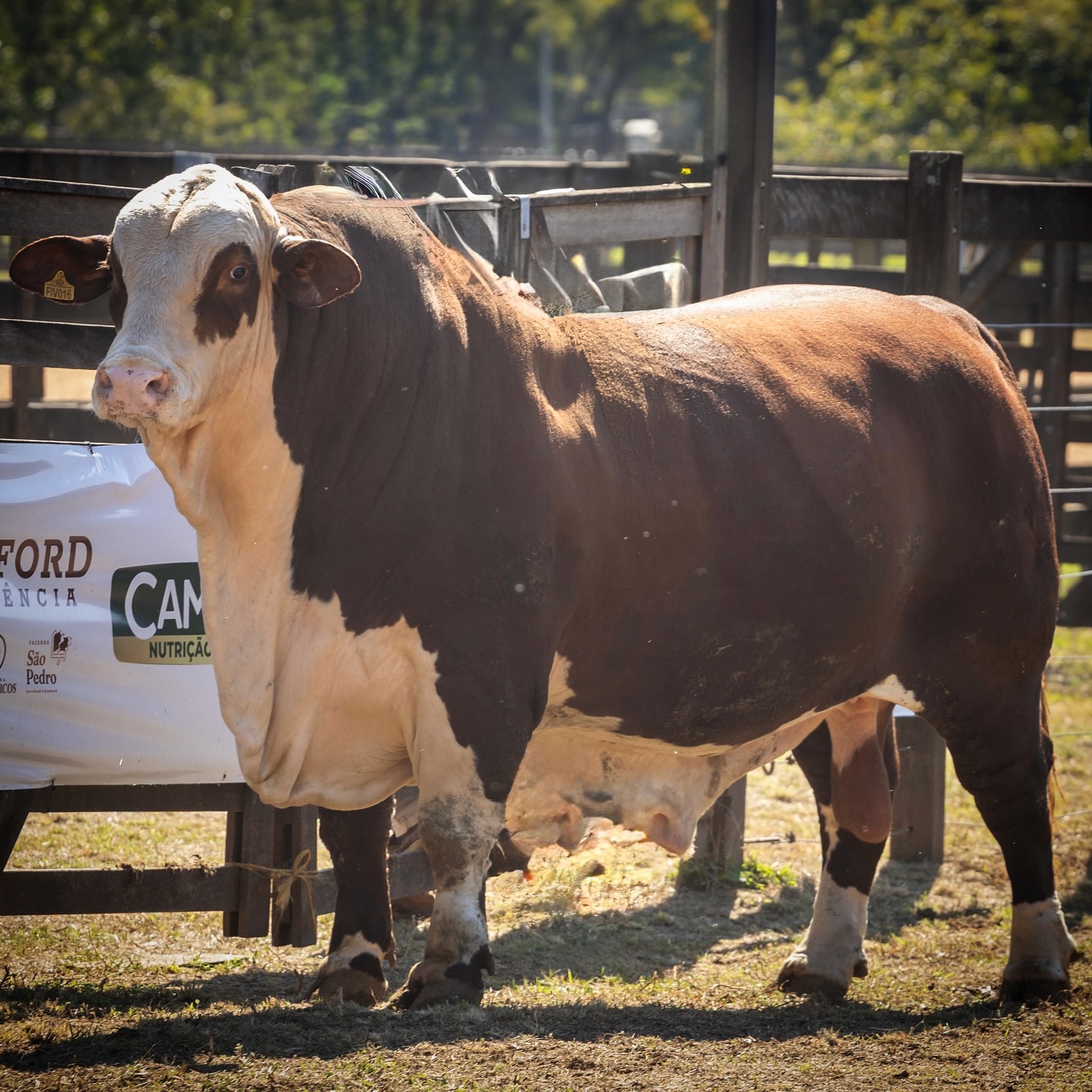 FIV016 - PELE DA ESPERANCA - Touro Braford