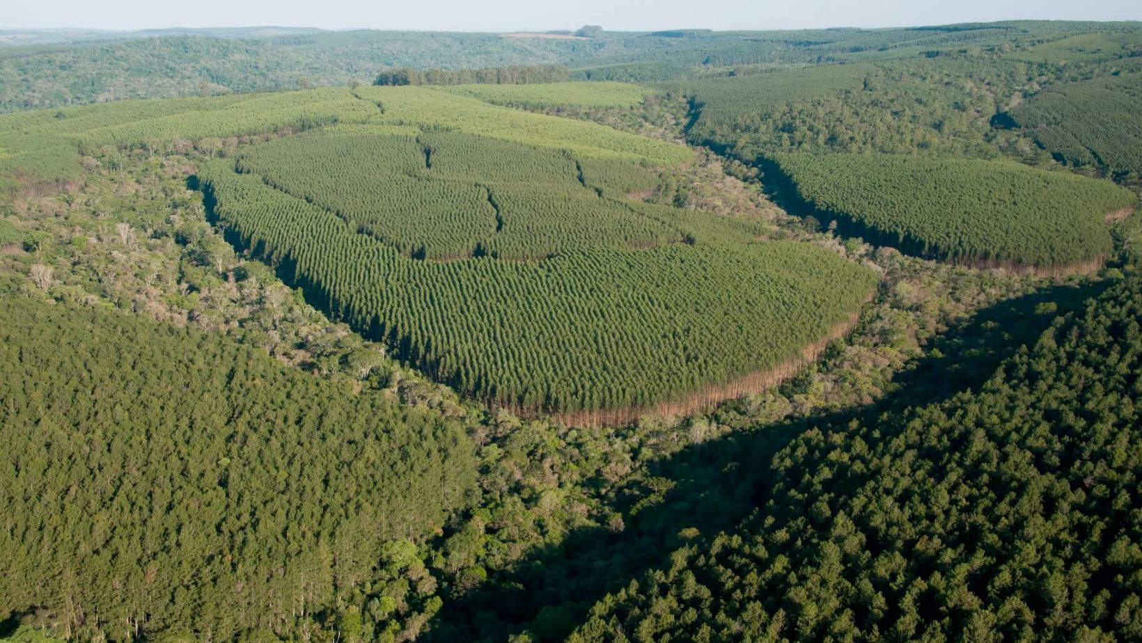 Floresta Plantada eucalipto -