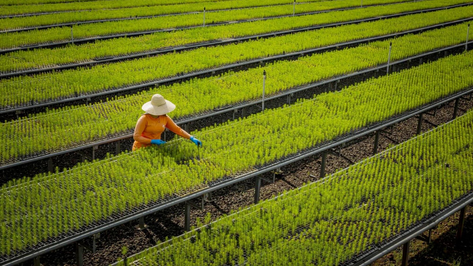 Floresta Plantada eucalipto - inicio de planot de mudas