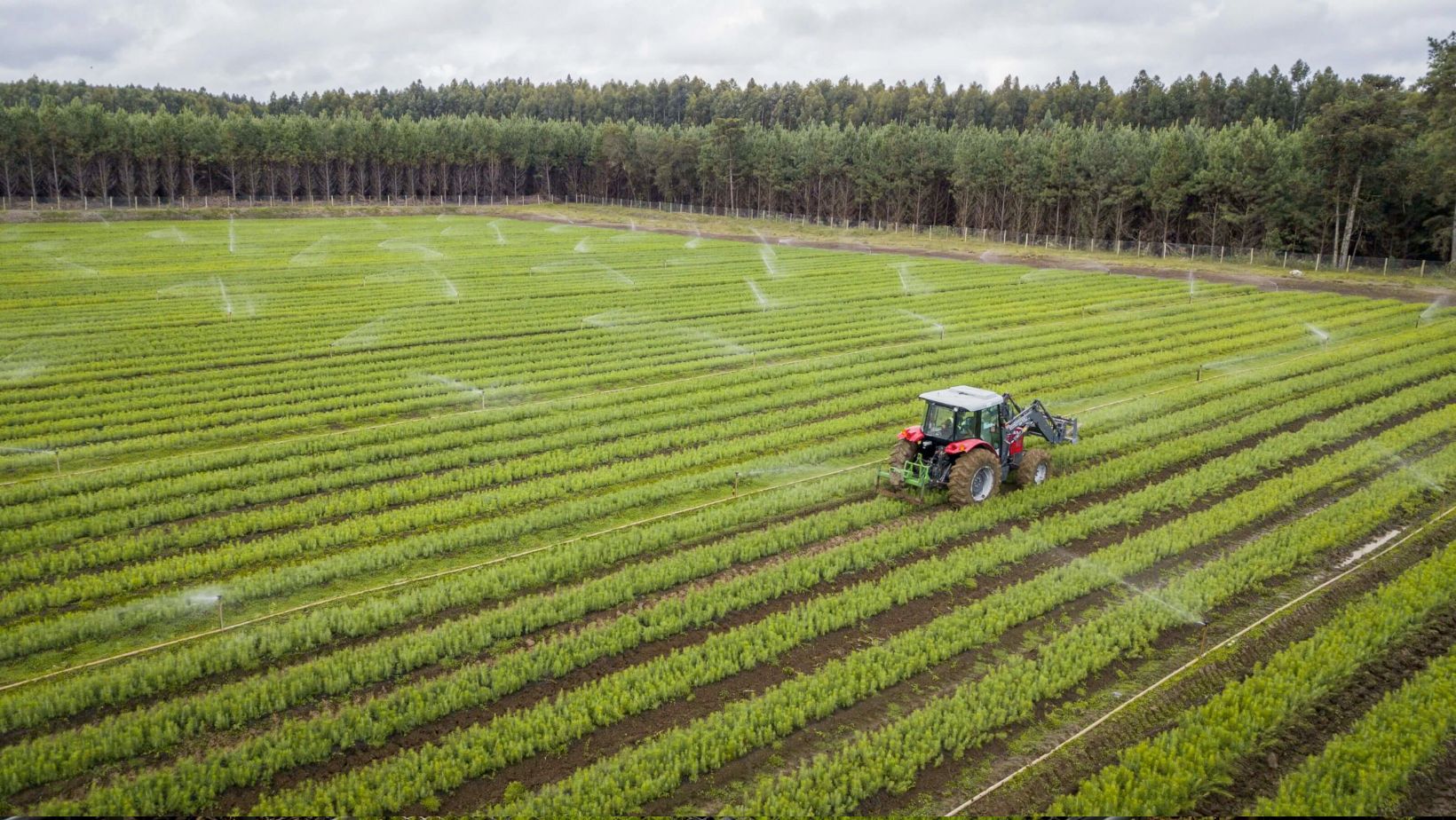 Floresta Plantada eucalipto - inicio de planot de mudas