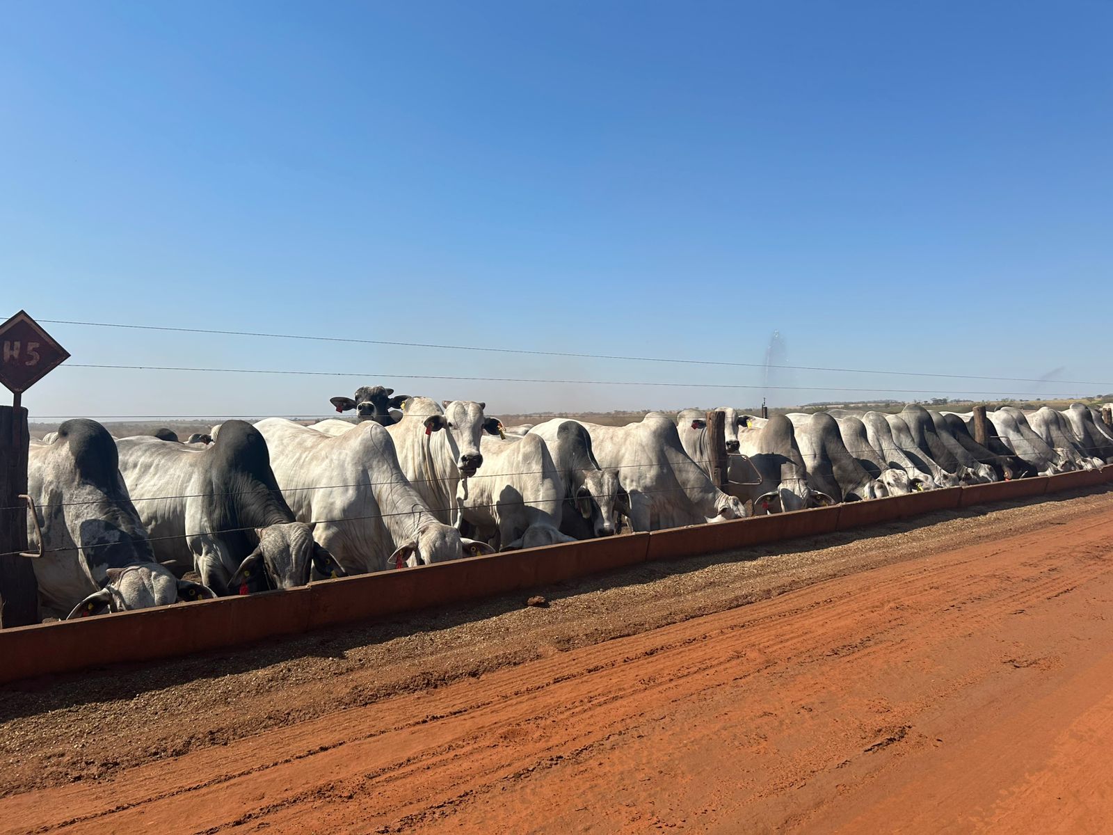 Gado do Stival no confinamento da MFG Agropecuária 3