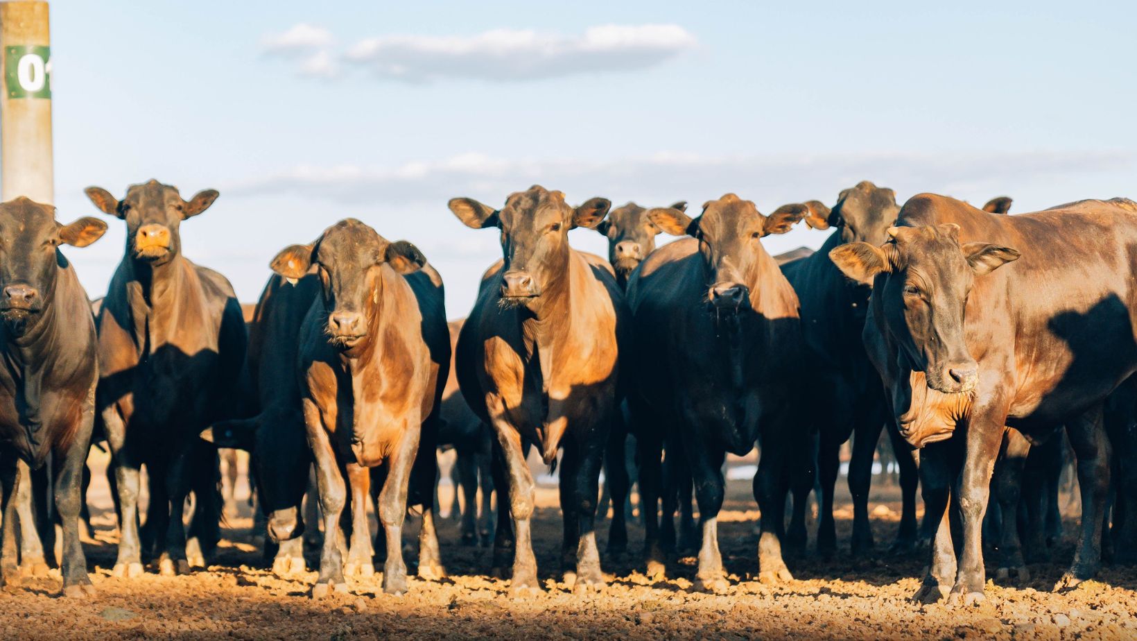 Grupo Sao Gabriel confinamento de angus meio sangue novilhas
