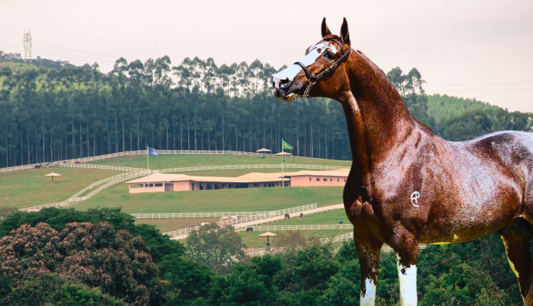 Haras CASS Mangalarga do Brasil
