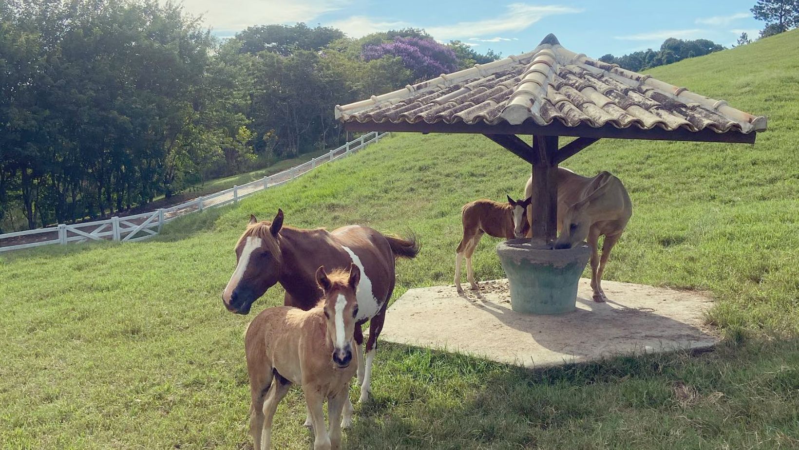 Haras CASS Mangalarga do Brasil - estrutura do haras