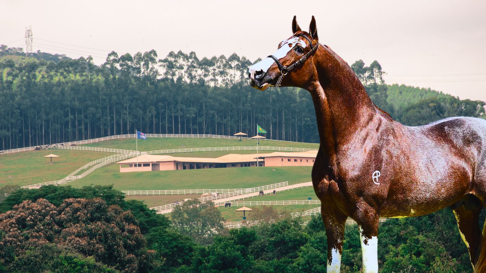 Haras CASS Mangalarga do Brasil