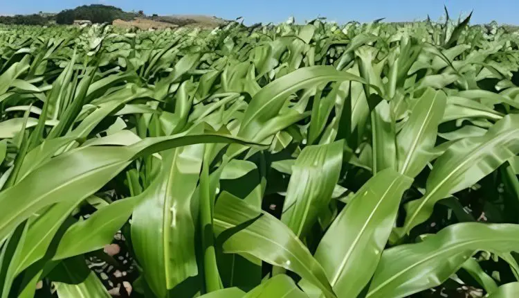 Brasil deve liderar mercado global de bioinsumos até 2030