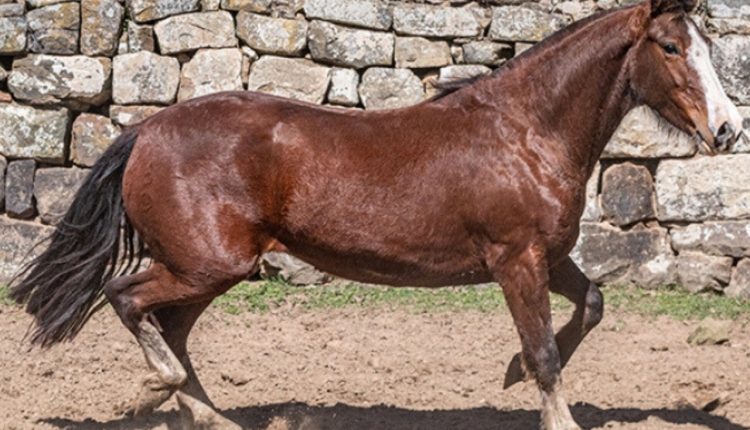 Leilão de éguas Crioulas oferece 24 lotes de genética selecionada em Pedras Altas e Aceguá