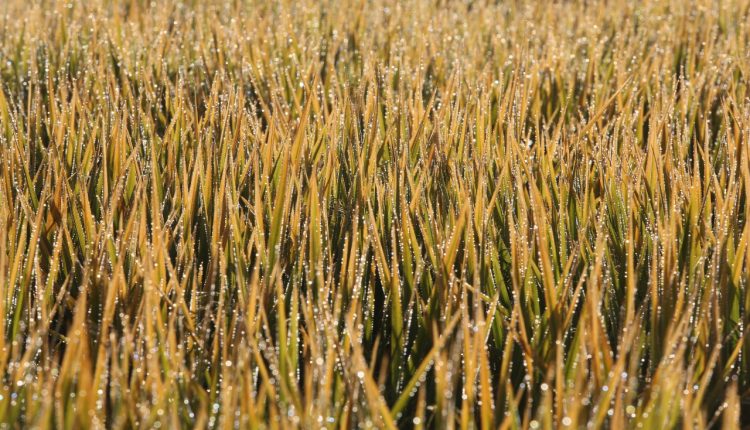 Federarroz e Farsul vão debater cenários e perspectivas para a safra de arroz 2025/2026