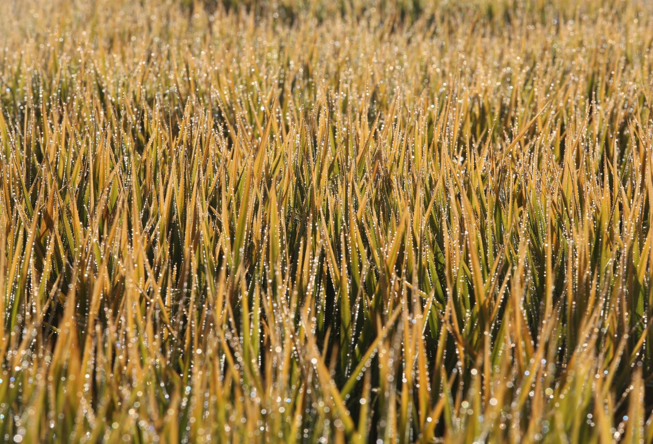 Área semeada com arroz no RS ultrapassa 95,24% da intenção