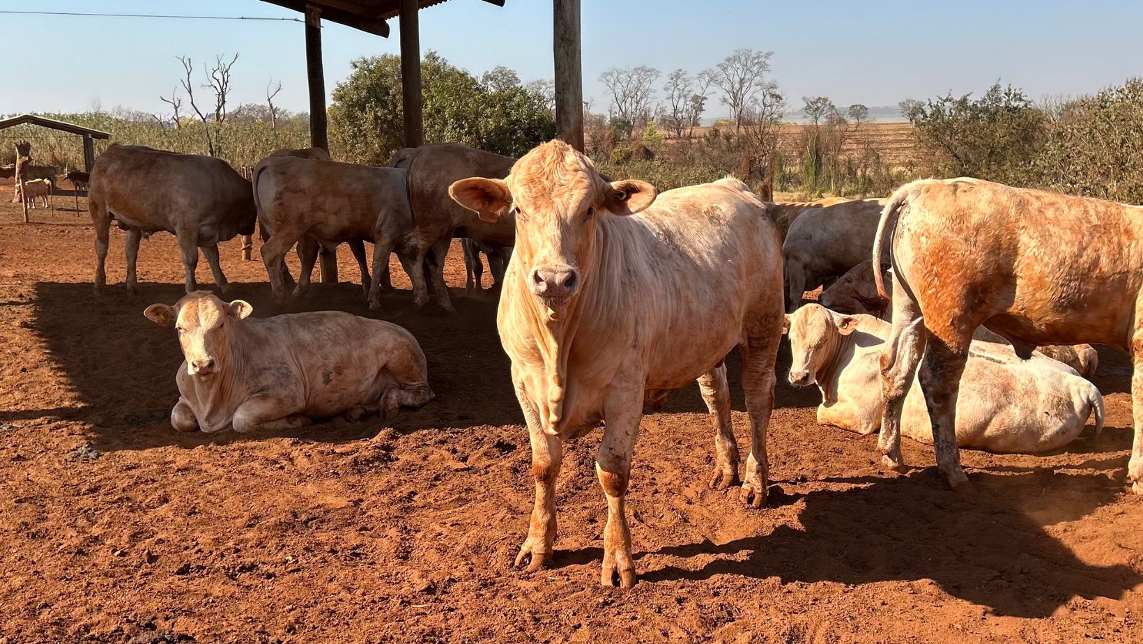 Macho touro da raca Canchim em teste de desempenho no IZ de sertaozinho